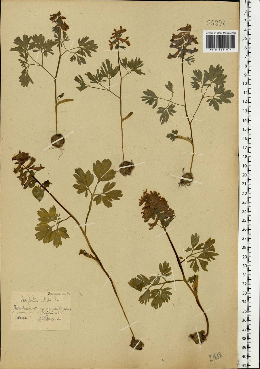 Хохлатка плотная (L.) Clairv., Восточная Европа, Московская область и Москва (E4a) (Россия)