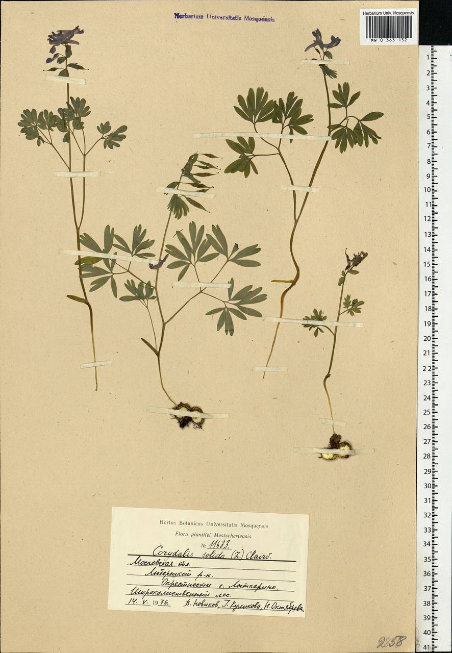 Хохлатка плотная (L.) Clairv., Восточная Европа, Московская область и Москва (E4a) (Россия)