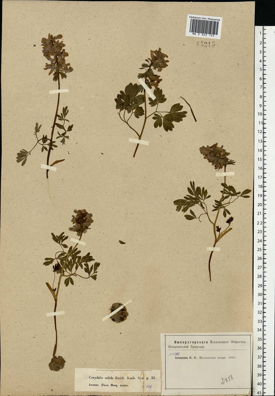 Хохлатка плотная (L.) Clairv., Восточная Европа, Московская область и Москва (E4a) (Россия)