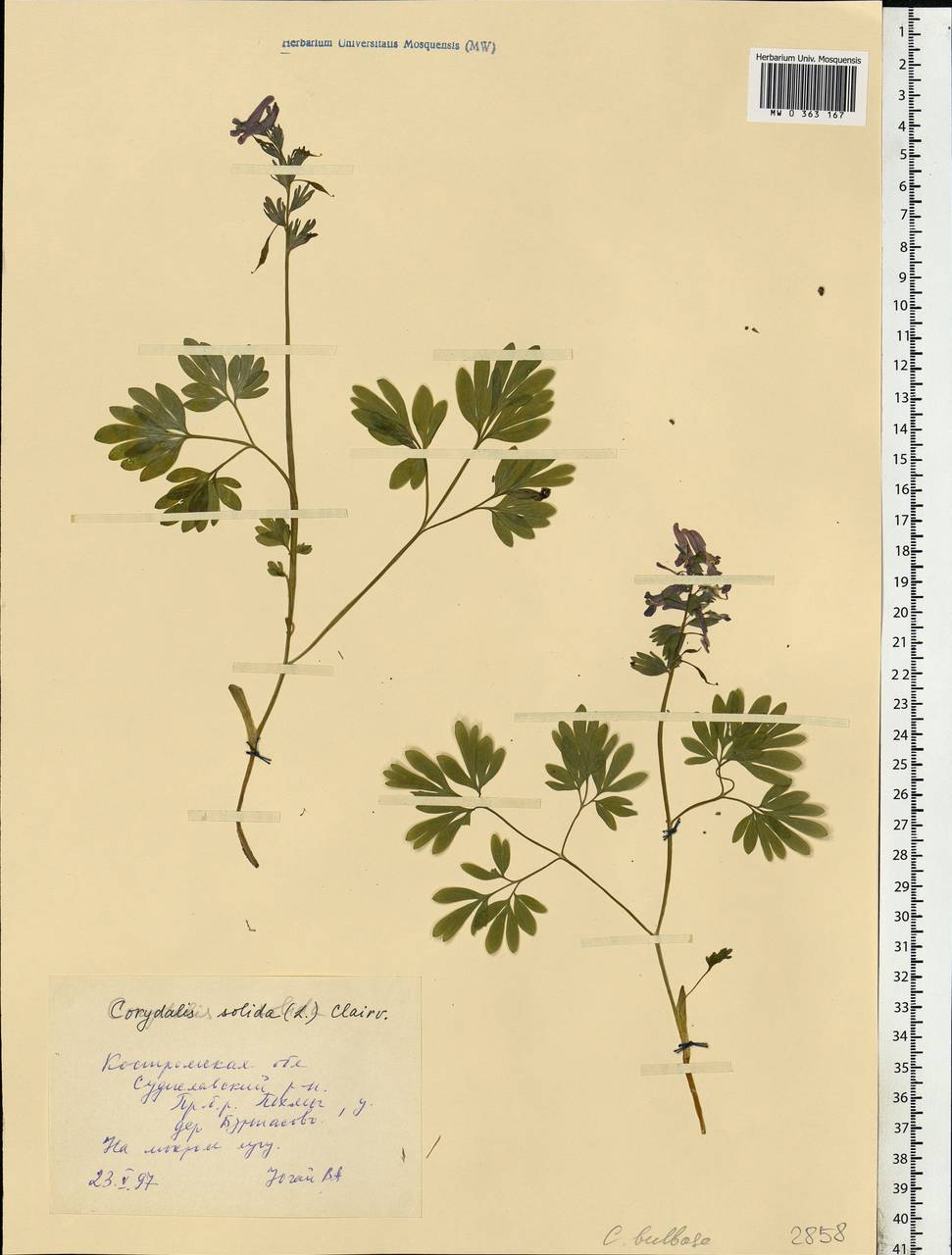 Хохлатка плотная (L.) Clairv., Восточная Европа, Центральный лесной район (E5) (Россия)