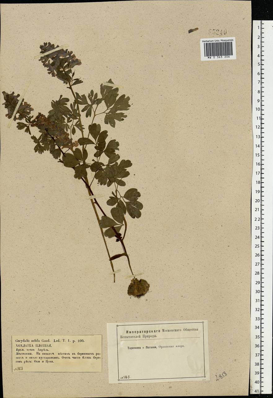 Хохлатка плотная (L.) Clairv., Восточная Европа, Центральный лесостепной район (E6) (Россия)