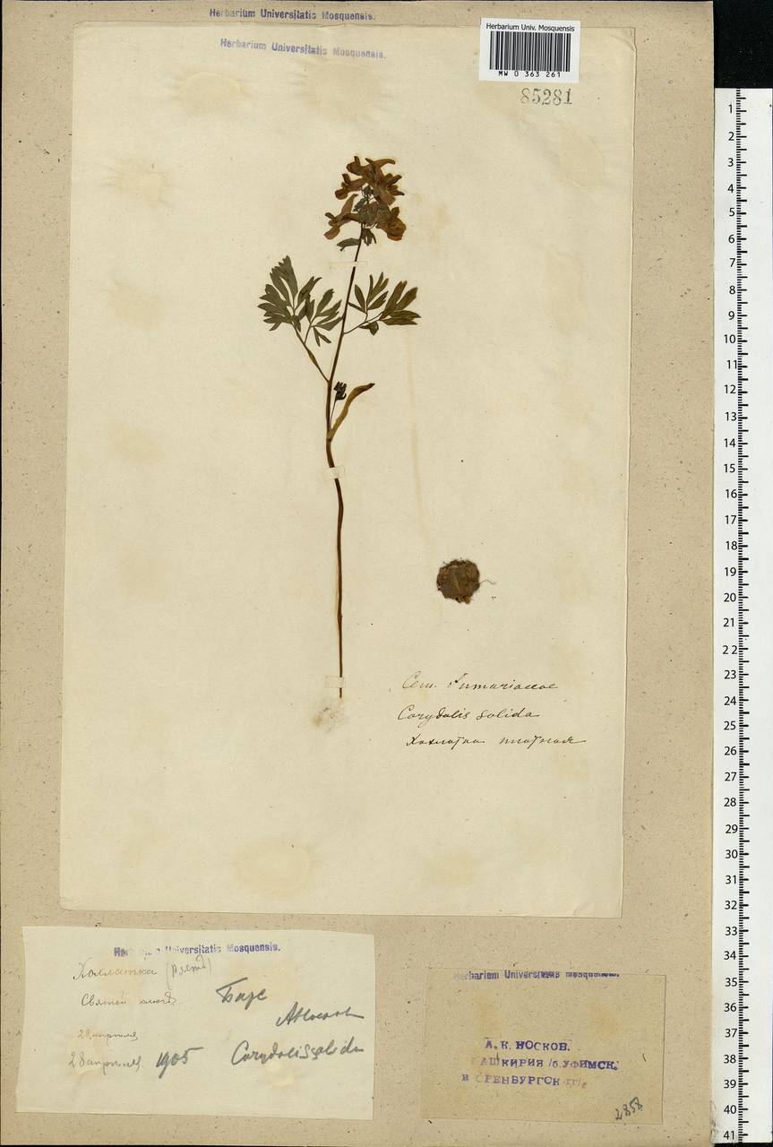 Хохлатка плотная (L.) Clairv., Восточная Европа, Восточный район (E10) (Россия)