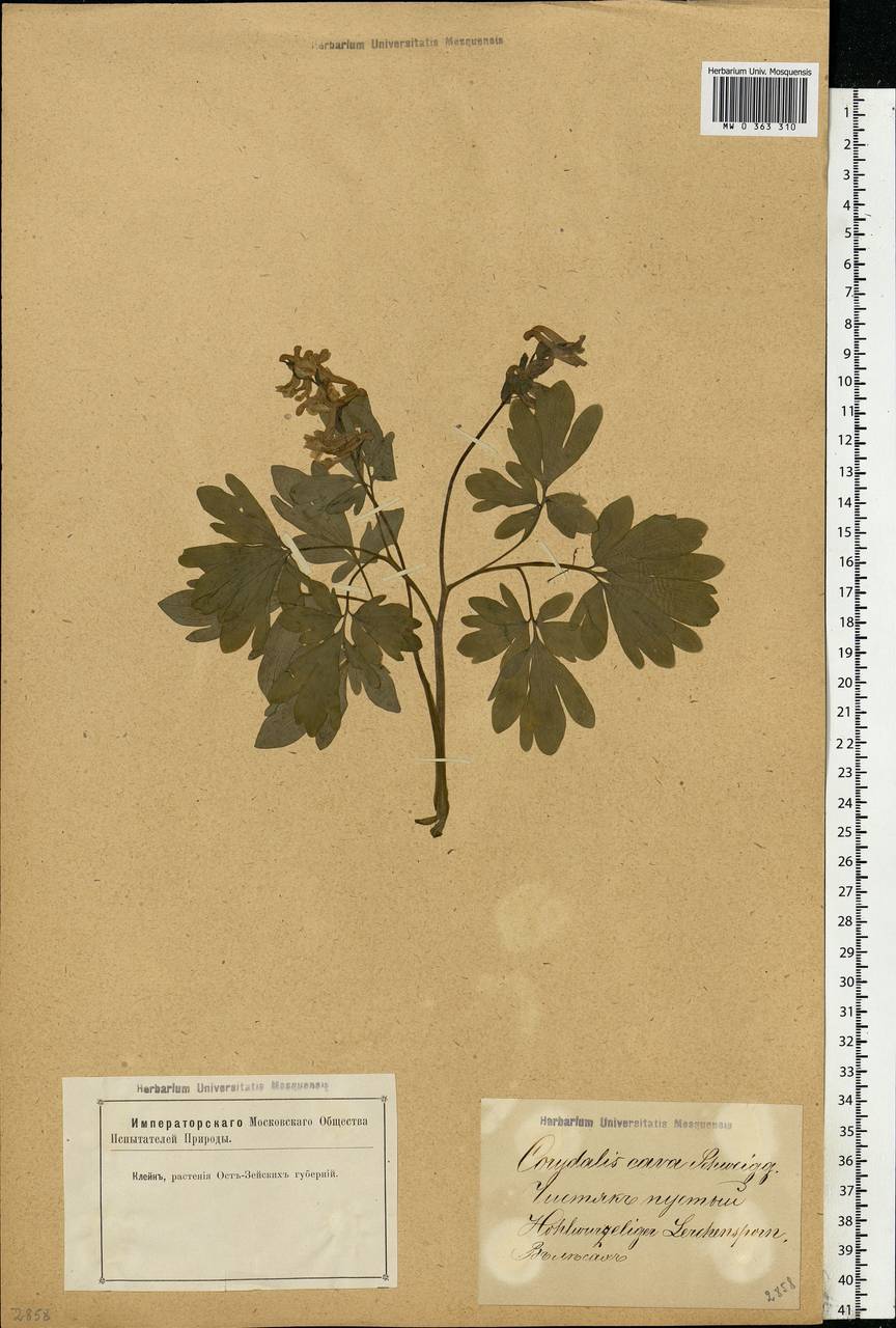 Хохлатка полая (L.) Schweigg. & Körte, Восточная Европа, Латвия (E2b) (Латвия)