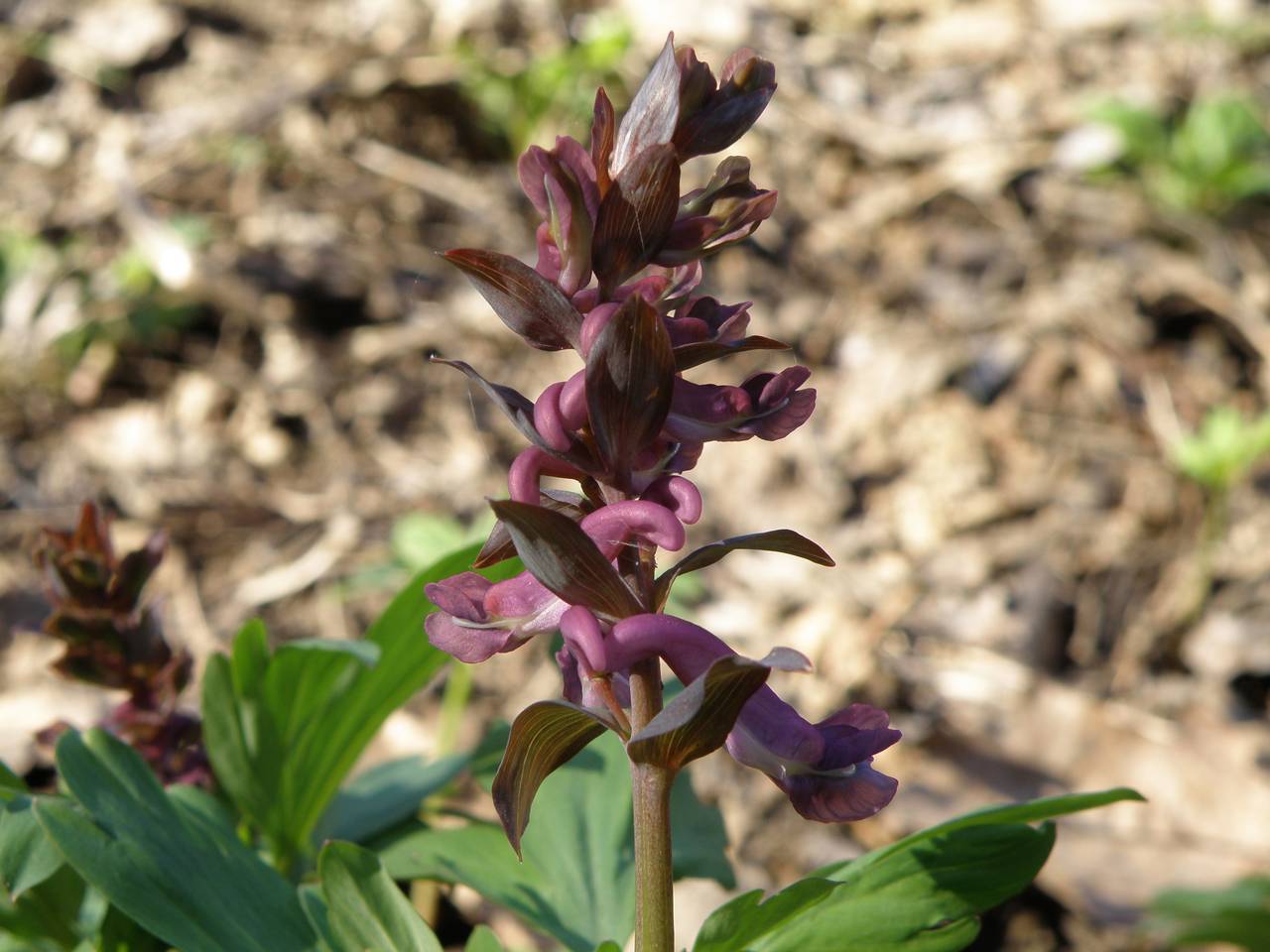 Corydalis хохлатка Cava