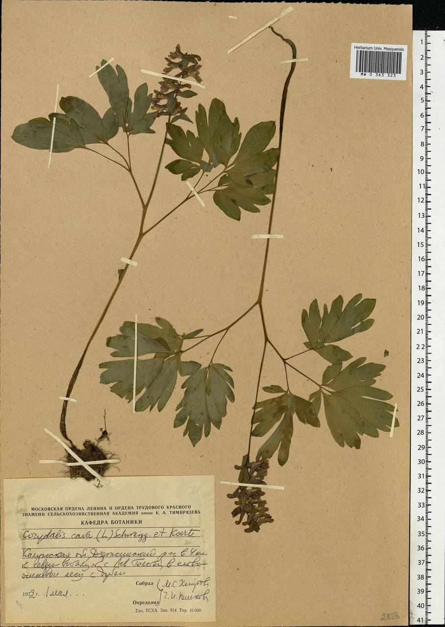 Хохлатка полая (L.) Schweigg. & Körte, Восточная Европа, Центральный район (E4) (Россия)