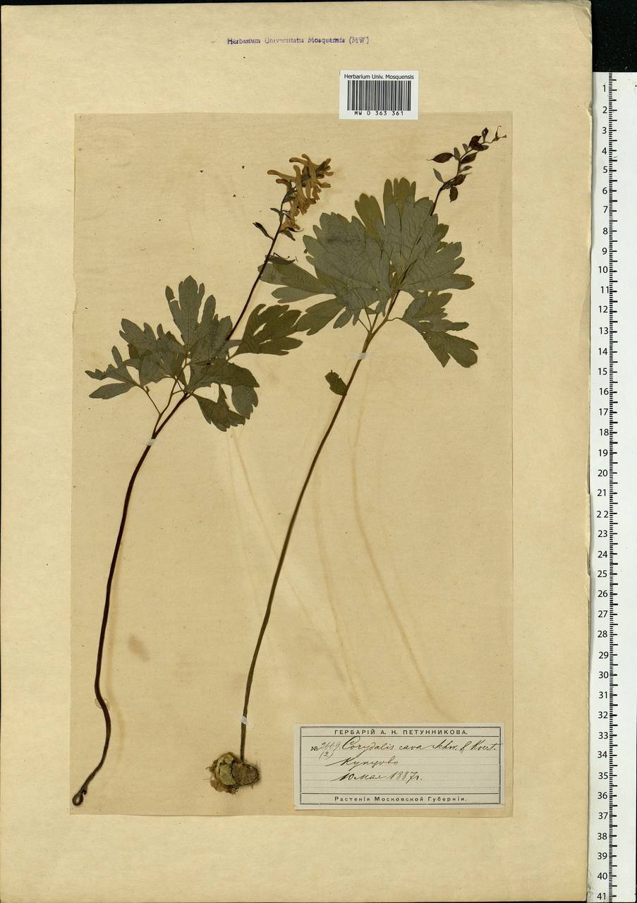 Хохлатка полая (L.) Schweigg. & Körte, Восточная Европа, Московская область и Москва (E4a) (Россия)