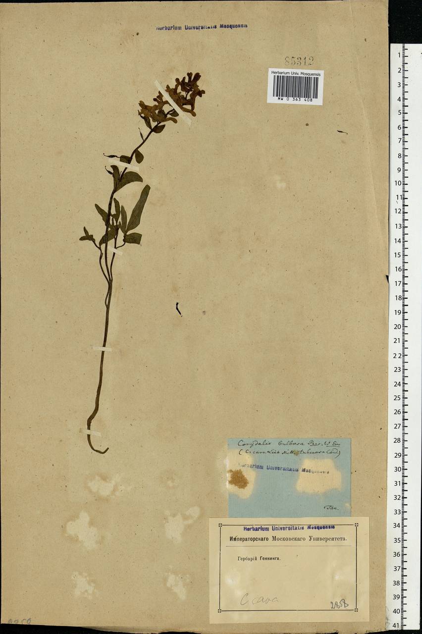 Хохлатка полая (L.) Schweigg. & Körte, Восточная Европа, Ростовская область (E12a) (Россия)