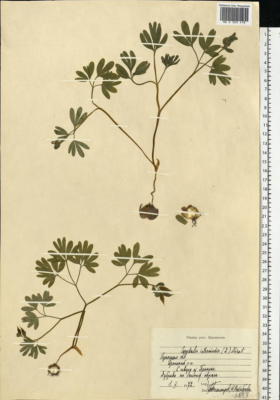 Хохлатка промежуточная, Хохлатка средняя (L.) Mérat, Восточная Европа, Центральный район (E4) (Россия)