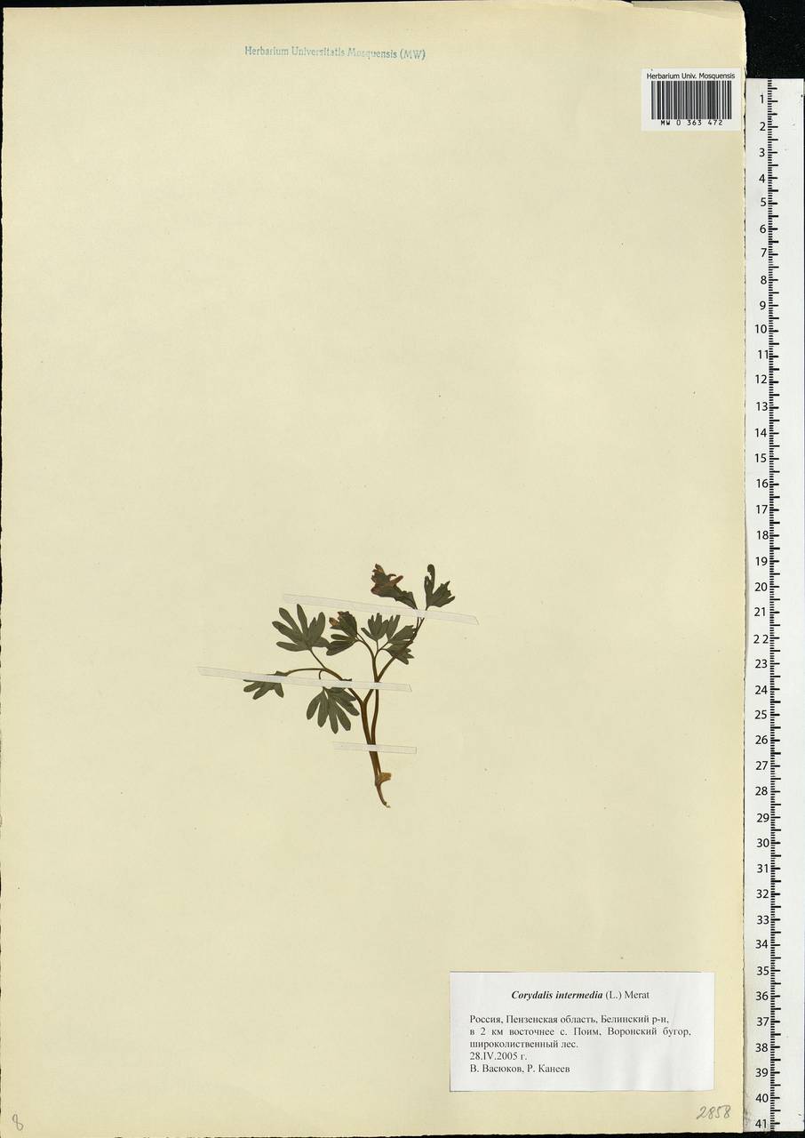 Хохлатка промежуточная, Хохлатка средняя (L.) Mérat, Восточная Европа, Средневолжский район (E8) (Россия)