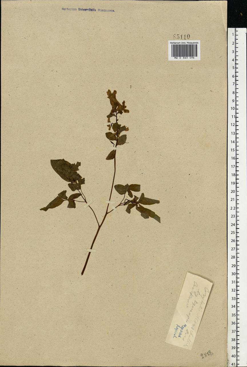Хохлатка полая (L.) Schweigg. & Körte, Восточная Европа, Северо-Украинский район (E11) (Украина)