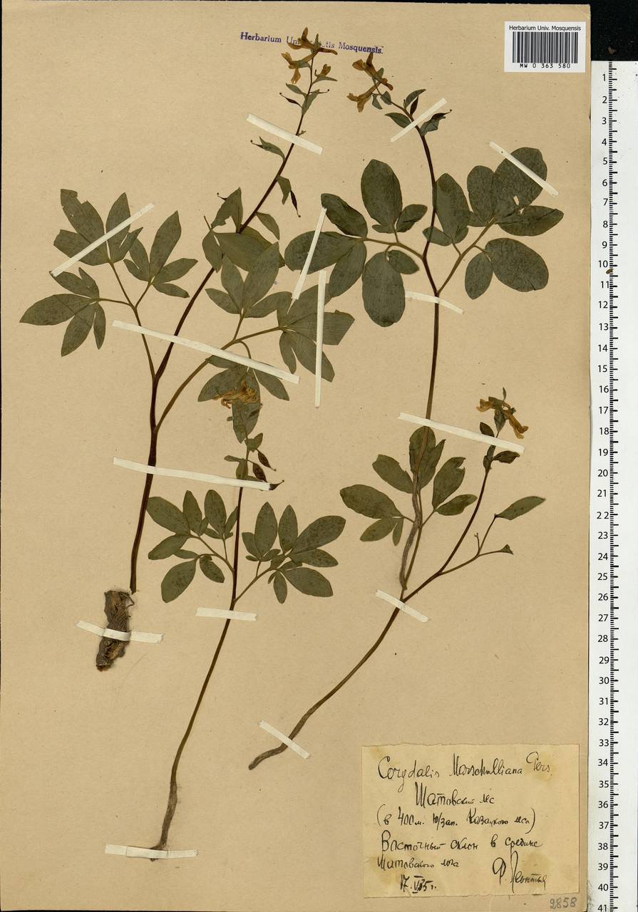 Хохлатка полая (L.) Schweigg. & Körte, Восточная Европа, Центральный лесостепной район (E6) (Россия)