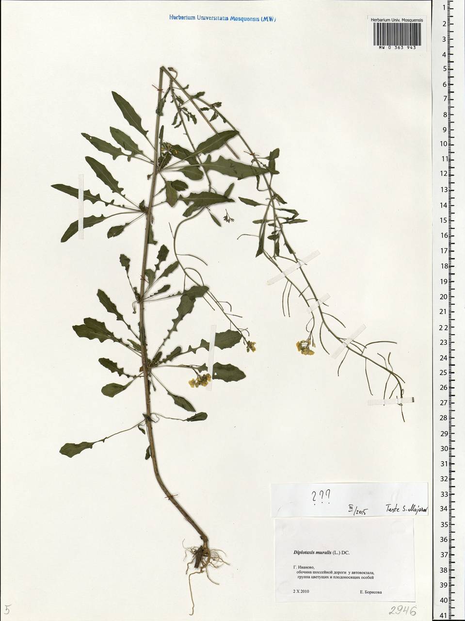 Brassicaceae, Восточная Европа, Центральный лесной район (E5) (Россия)