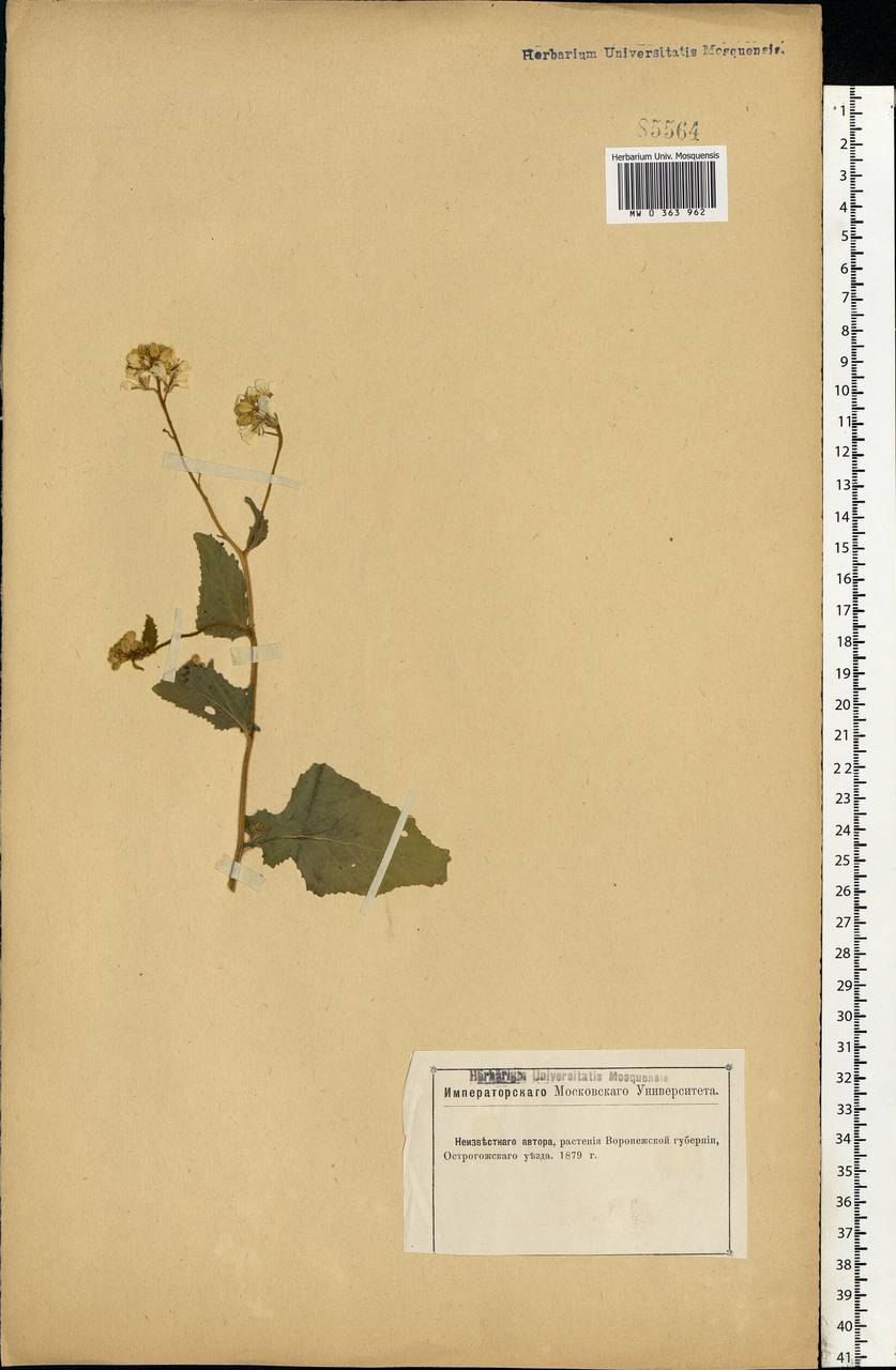 Brassicaceae, Восточная Европа, Центральный лесостепной район (E6) (Россия)