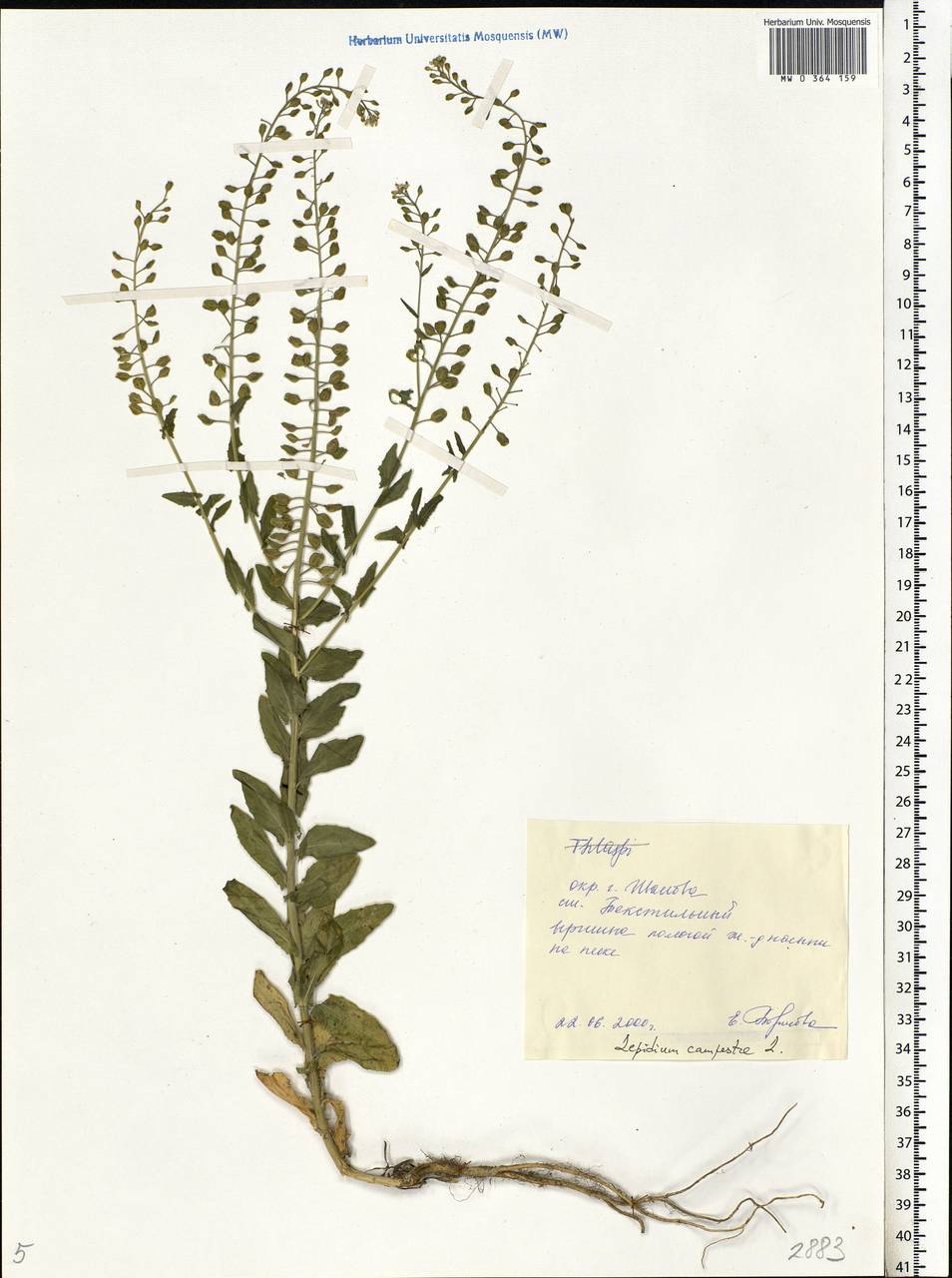 Клоповник полевой, Кресс полевой (L.) W. T. Aiton, Восточная Европа, Центральный лесной район (E5) (Россия)
