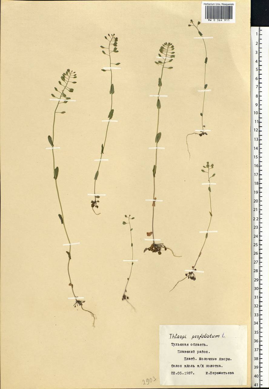 Noccaea perfoliata (L.) Al-Shehbaz, Восточная Европа, Центральный район (E4) (Россия)