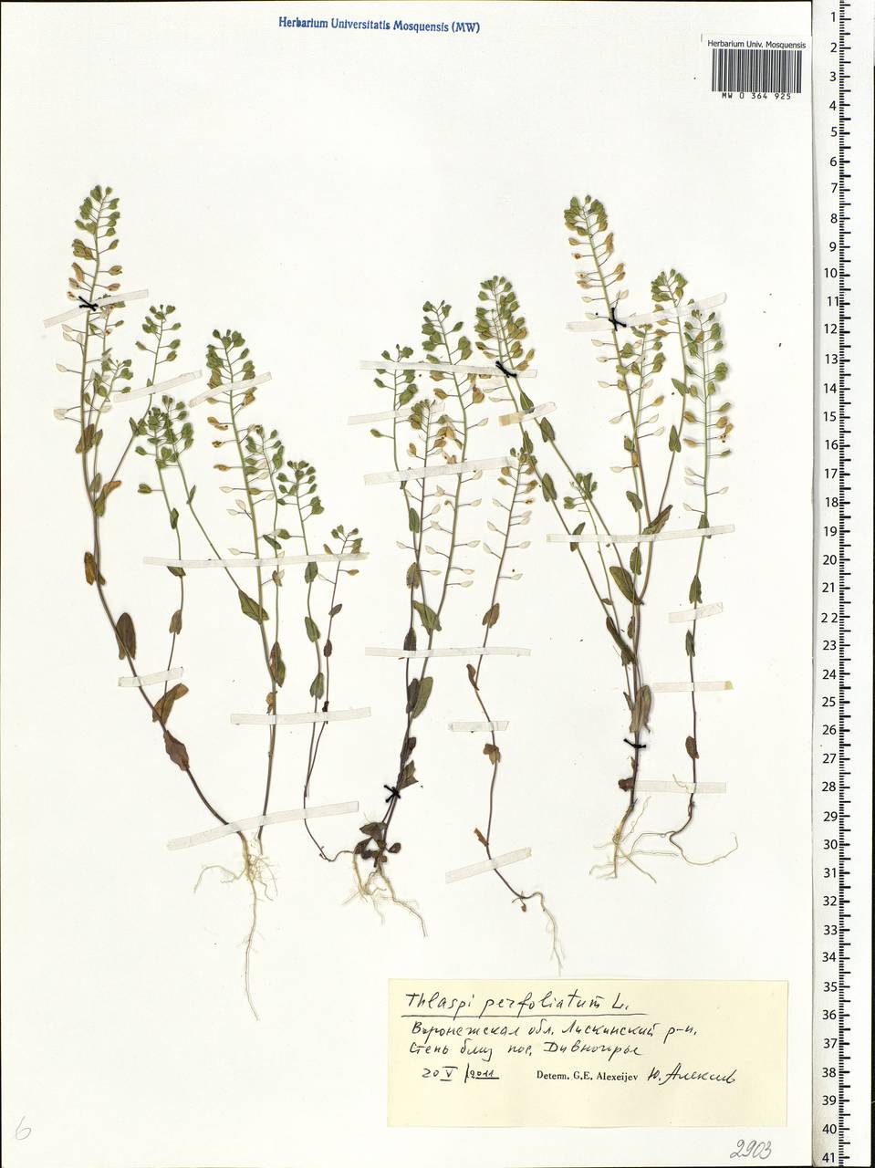Noccaea perfoliata (L.) Al-Shehbaz, Восточная Европа, Центральный лесостепной район (E6) (Россия)