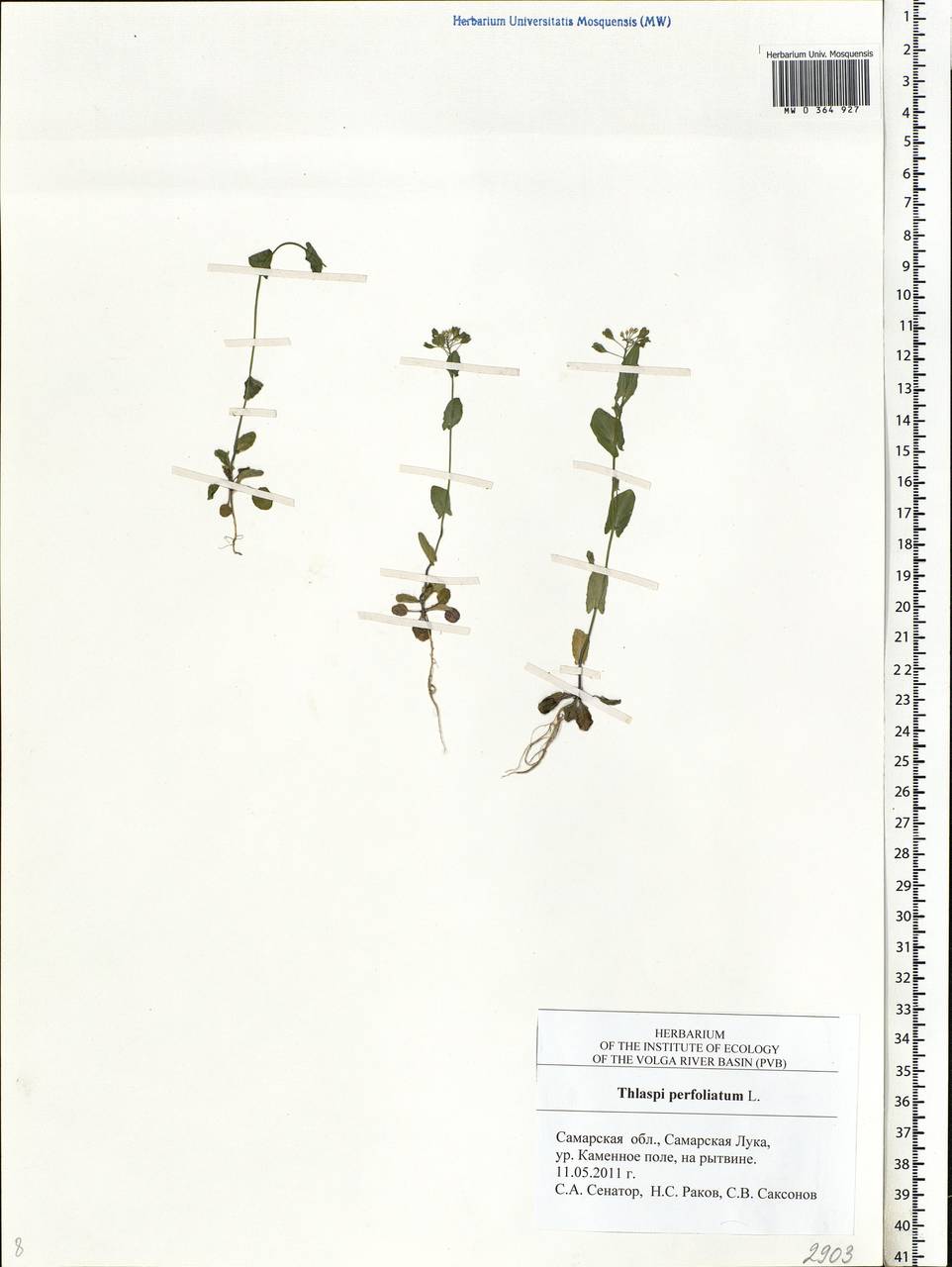 Noccaea perfoliata (L.) Al-Shehbaz, Восточная Европа, Средневолжский район (E8) (Россия)
