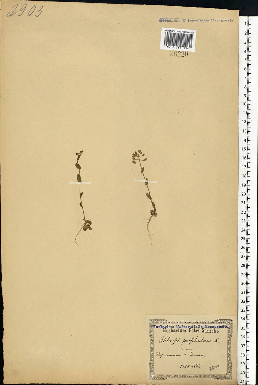 Яруточка пронзеннолистная (L.) F. K. Mey., Восточная Европа, Северо-Украинский район (E11) (Украина)