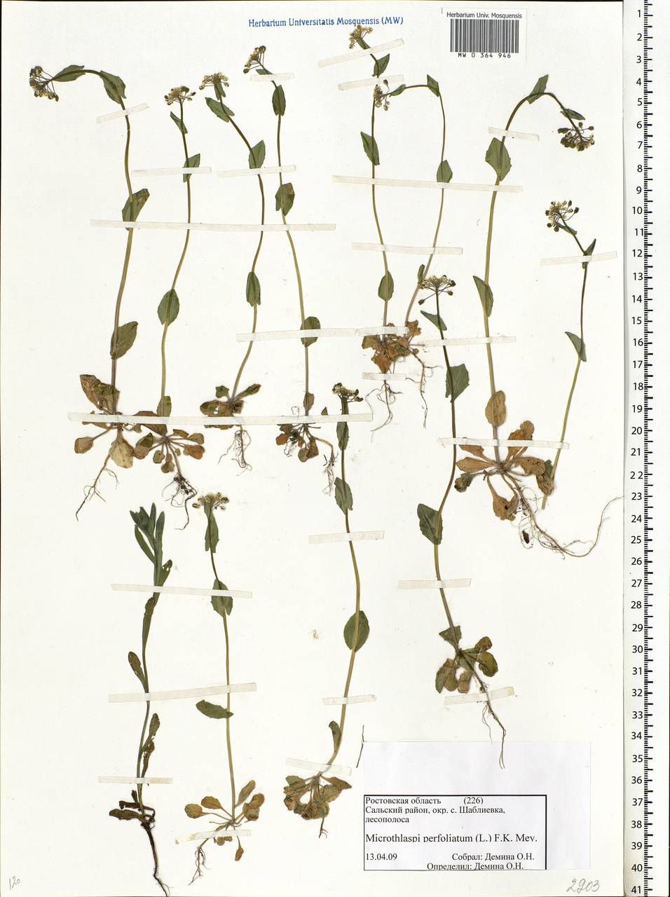 Noccaea perfoliata (L.) Al-Shehbaz, Восточная Европа, Ростовская область (E12a) (Россия)