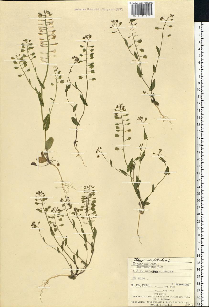 Noccaea perfoliata (L.) Al-Shehbaz, Восточная Европа, Западно-Украинский район (E13) (Украина)