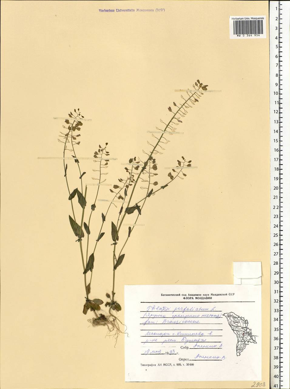 Noccaea perfoliata (L.) Al-Shehbaz, Восточная Европа, Молдавия (E13a) (Молдавия)