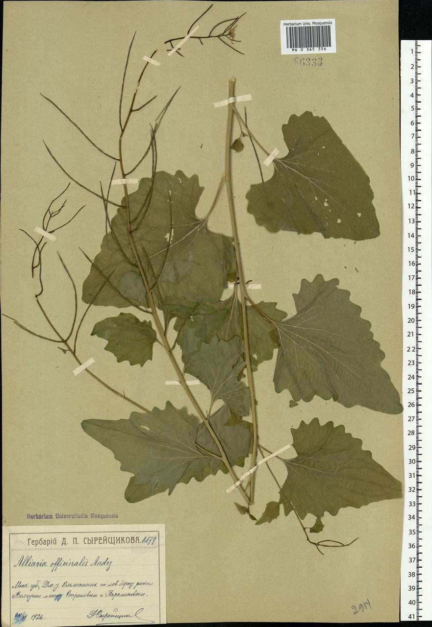 Чесночница черешковая (M. Bieb.) Cavara & Grande, Восточная Европа, Московская область и Москва (E4a) (Россия)