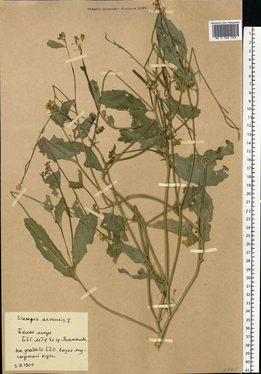Rhamphospermum arvense (L.) Andrz. ex Besser, Восточная Европа, Северный район (E1) (Россия)