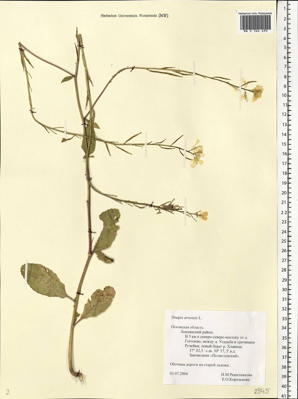Rhamphospermum arvense (L.) Andrz. ex Besser, Восточная Европа, Северо-Западный район (E2) (Россия)
