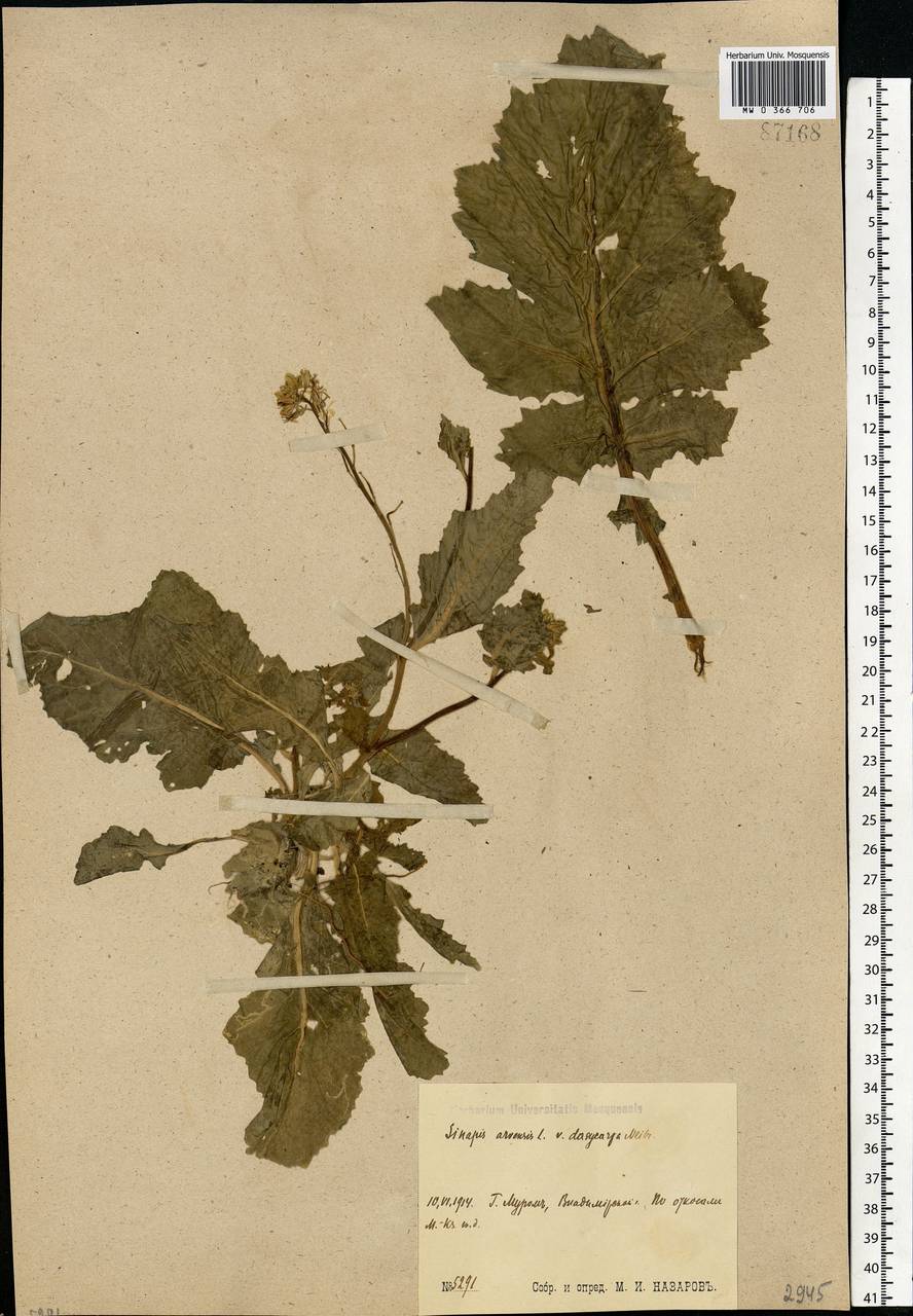 Rhamphospermum arvense (L.) Andrz. ex Besser, Восточная Европа, Центральный район (E4) (Россия)