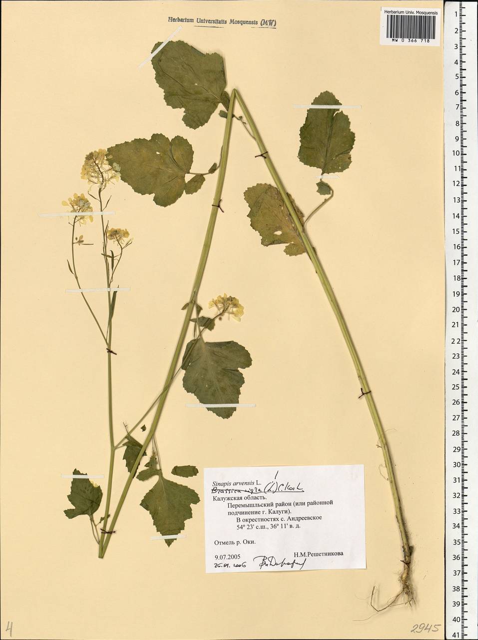 Rhamphospermum arvense (L.) Andrz. ex Besser, Восточная Европа, Центральный район (E4) (Россия)
