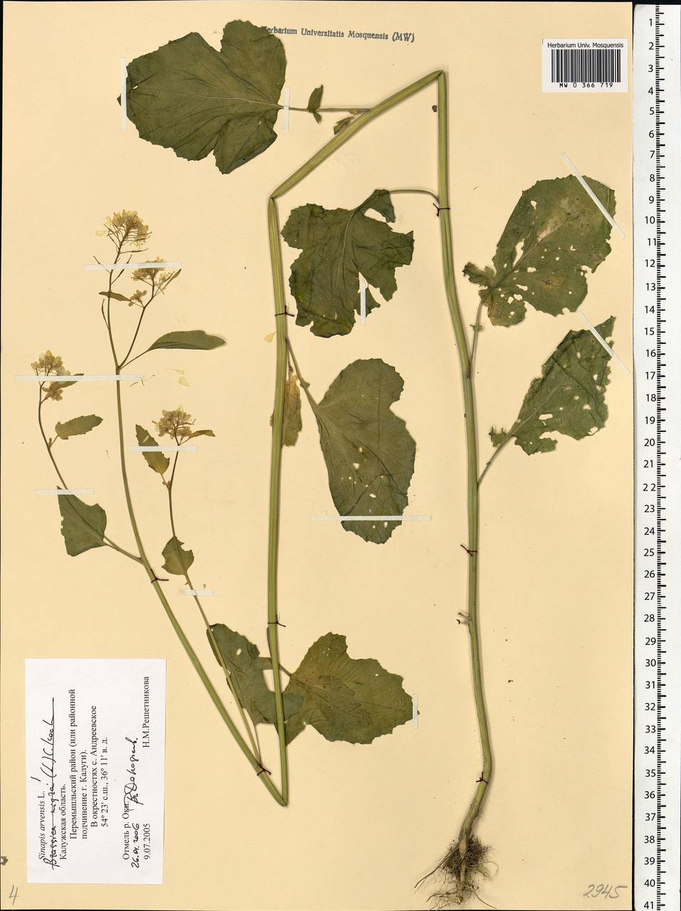 Rhamphospermum arvense (L.) Andrz. ex Besser, Восточная Европа, Центральный район (E4) (Россия)