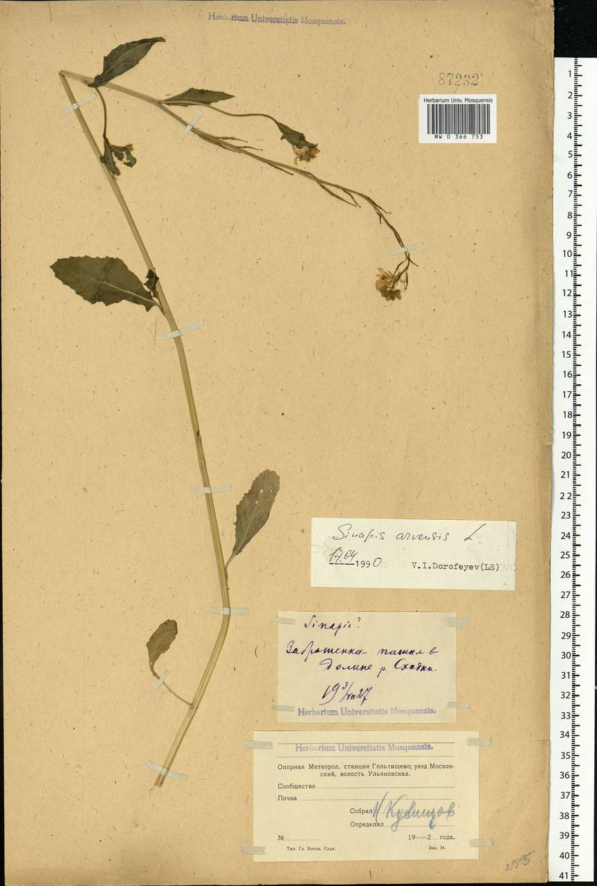 Rhamphospermum arvense (L.) Andrz. ex Besser, Восточная Европа, Московская область и Москва (E4a) (Россия)