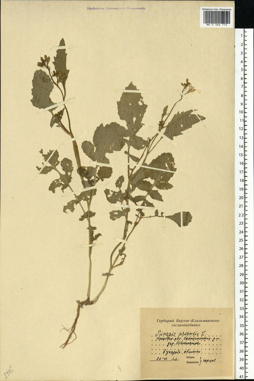 Rhamphospermum arvense (L.) Andrz. ex Besser, Восточная Европа, Московская область и Москва (E4a) (Россия)