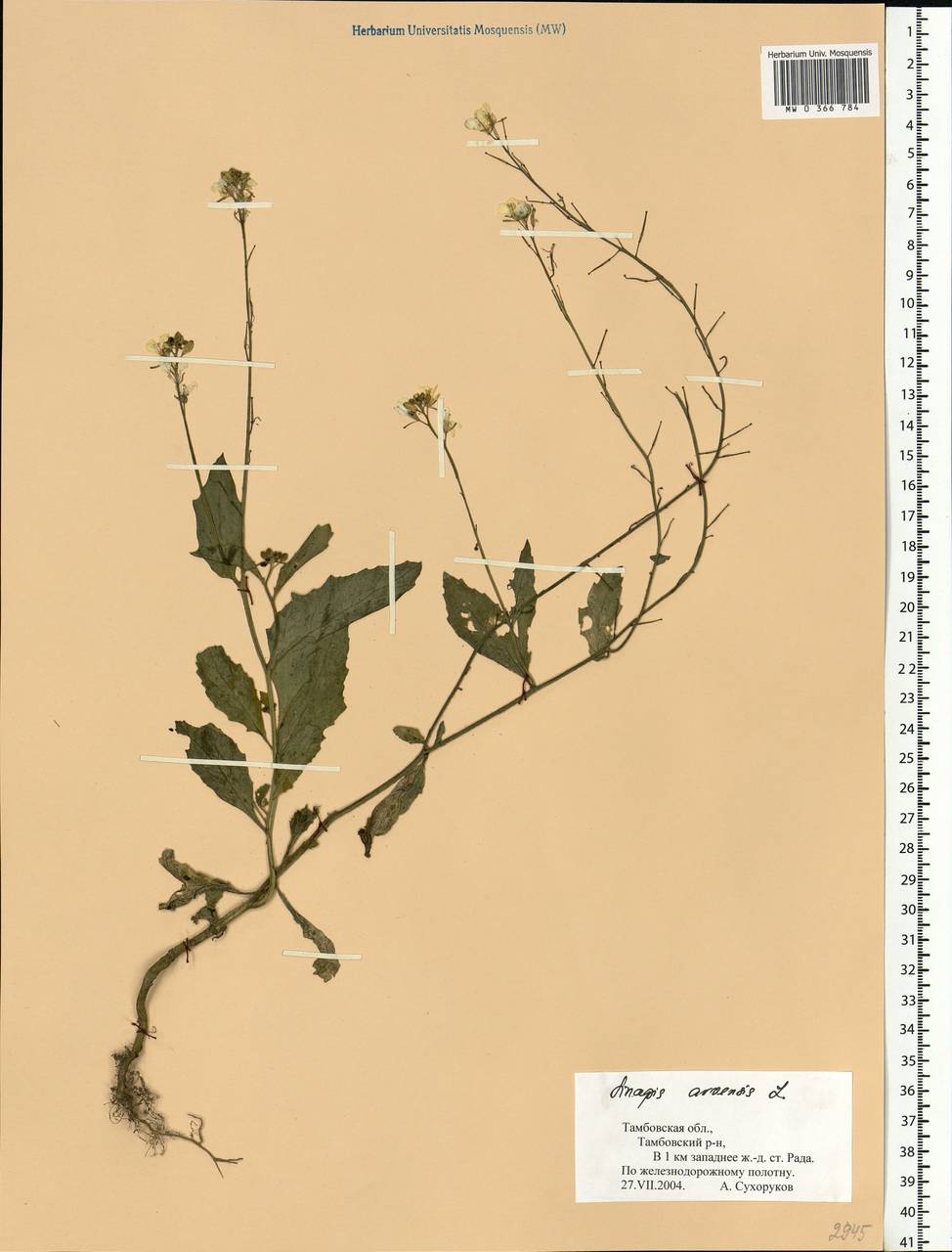 Rhamphospermum arvense (L.) Andrz. ex Besser, Восточная Европа, Центральный лесостепной район (E6) (Россия)