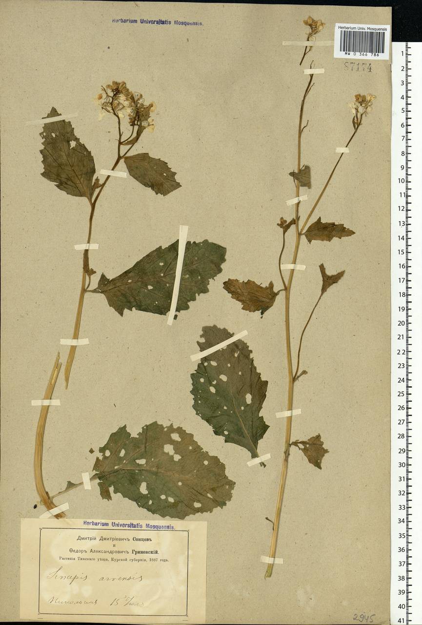Rhamphospermum arvense (L.) Andrz. ex Besser, Восточная Европа, Центральный лесостепной район (E6) (Россия)