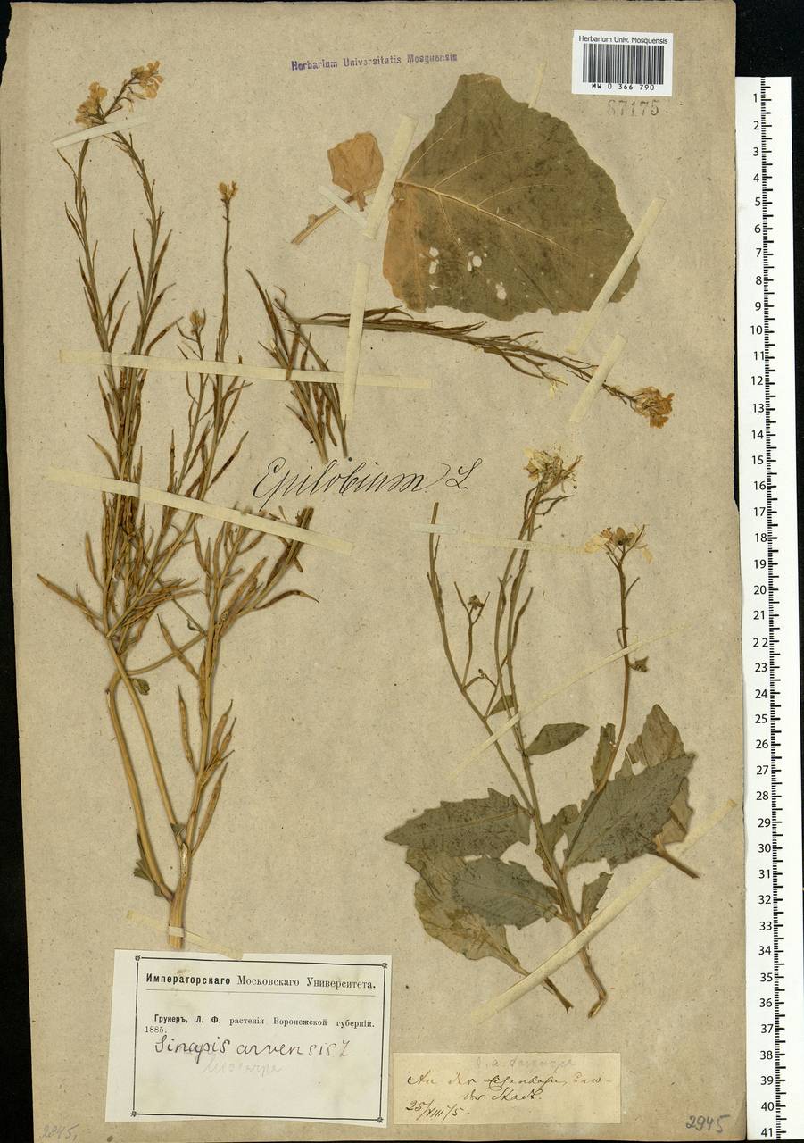 Rhamphospermum arvense (L.) Andrz. ex Besser, Восточная Европа, Центральный лесостепной район (E6) (Россия)