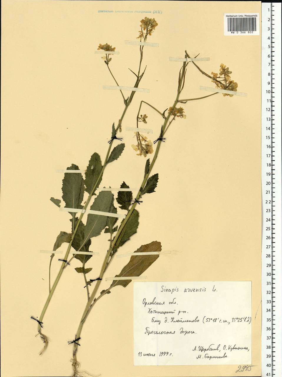 Rhamphospermum arvense (L.) Andrz. ex Besser, Восточная Европа, Центральный лесостепной район (E6) (Россия)