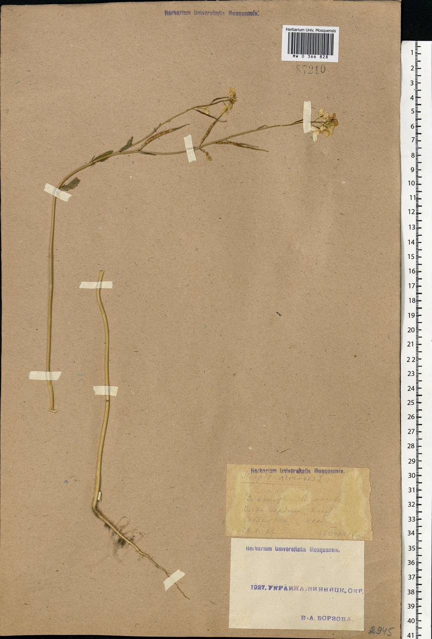 Rhamphospermum arvense (L.) Andrz. ex Besser, Восточная Европа, Южно-Украинский район (E12) (Украина)