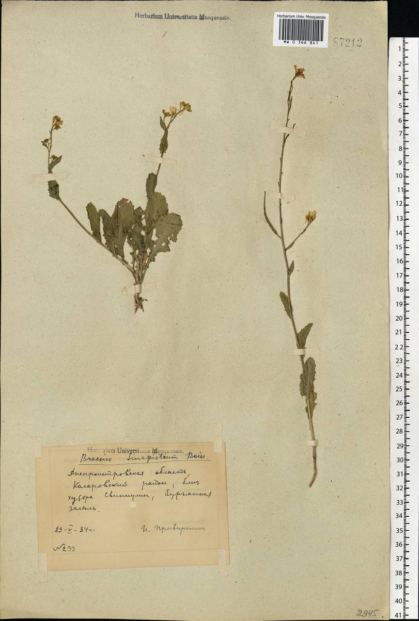 Rhamphospermum arvense (L.) Andrz. ex Besser, Восточная Европа, Южно-Украинский район (E12) (Украина)