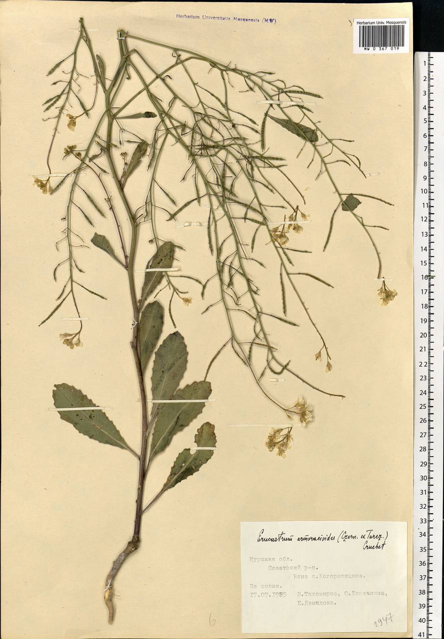 Guenthera persica subsp. persica, Восточная Европа, Центральный лесостепной район (E6) (Россия)