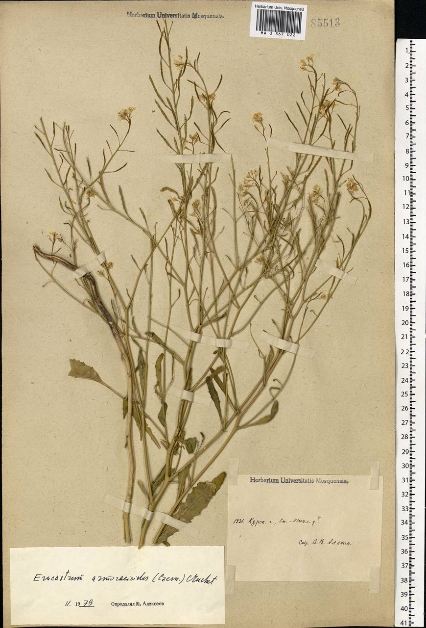 Guenthera persica subsp. persica, Восточная Европа, Центральный лесостепной район (E6) (Россия)