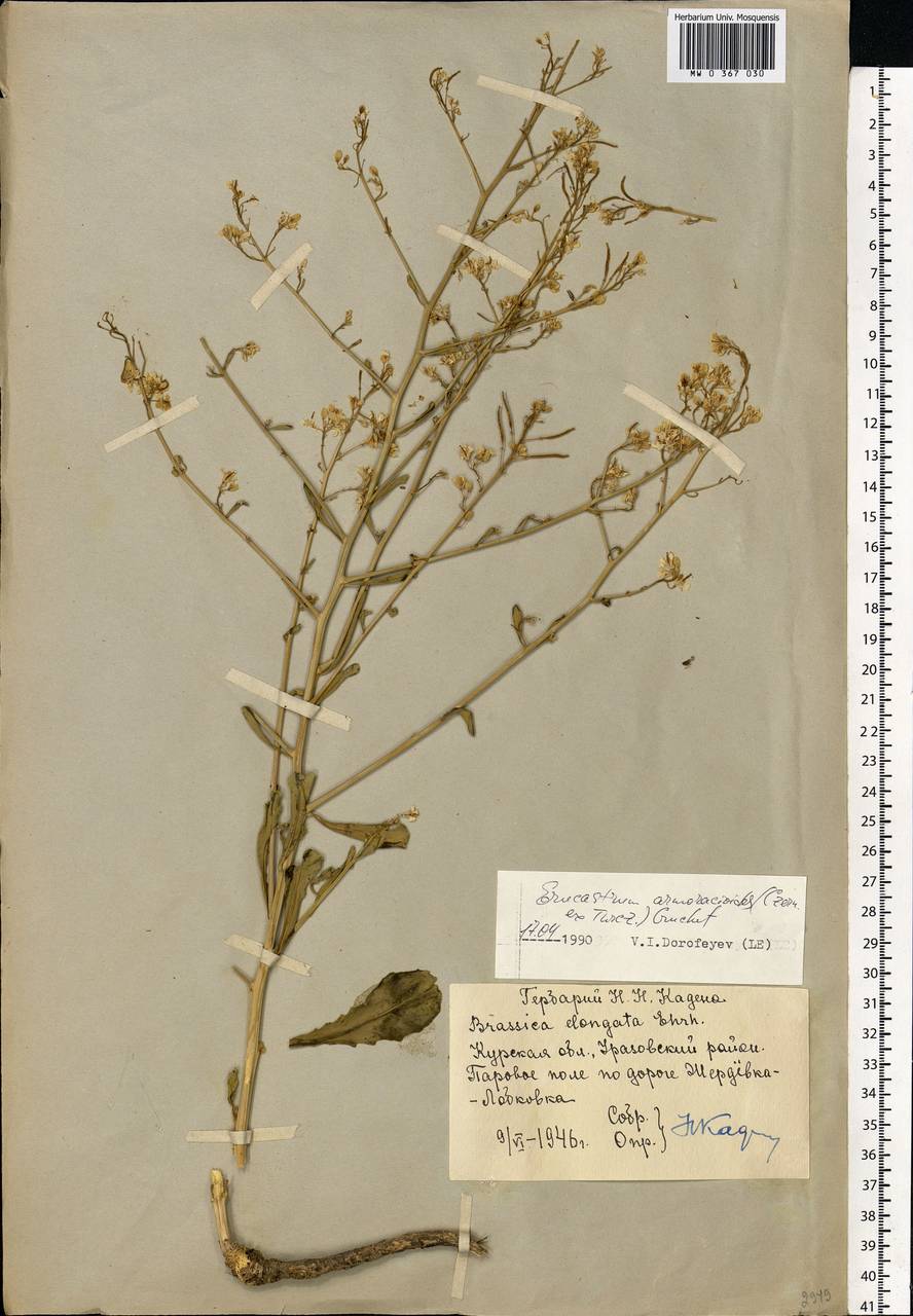 Guenthera persica subsp. persica, Восточная Европа, Центральный лесостепной район (E6) (Россия)