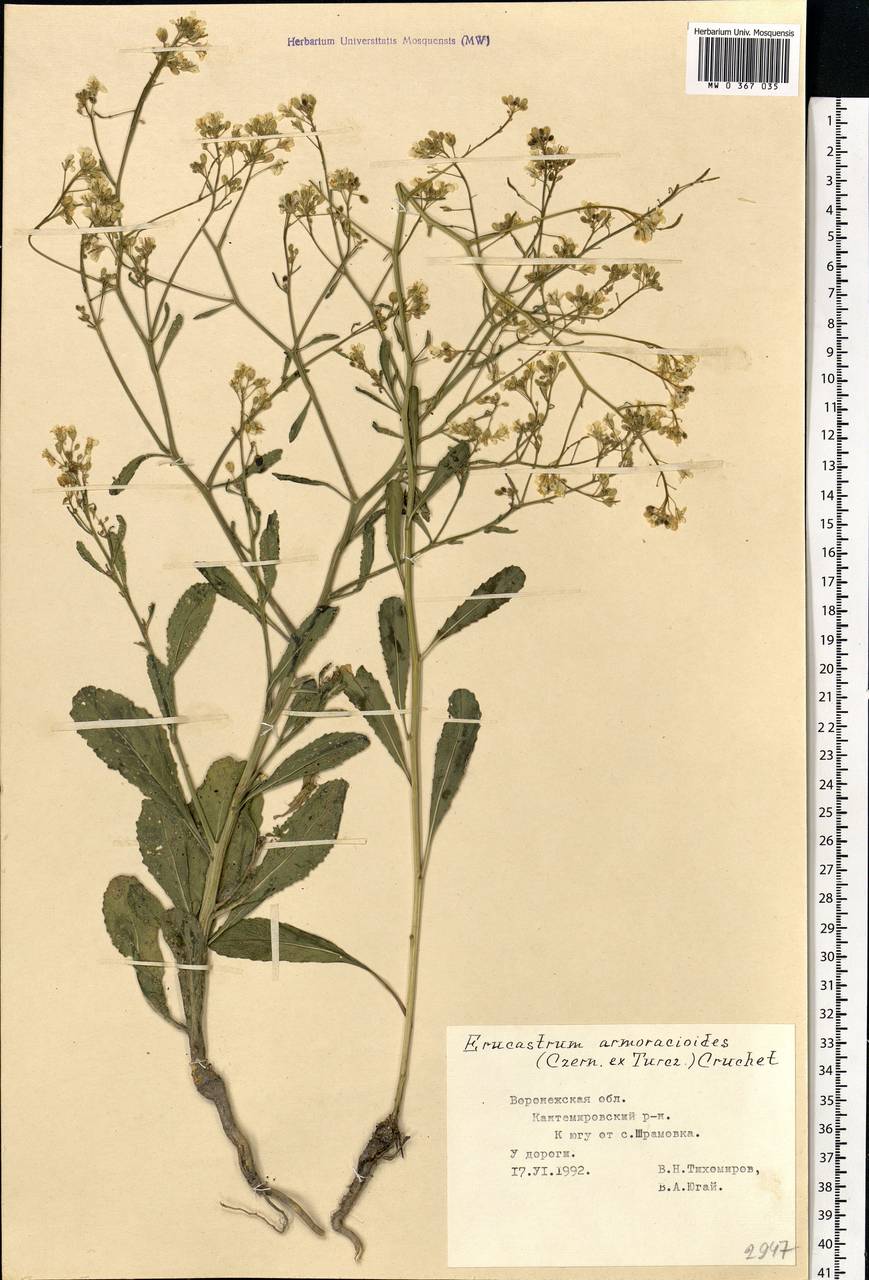 Guenthera persica (Boiss. & Hohen.) D.A.German, Восточная Европа, Центральный лесостепной район (E6) (Россия)