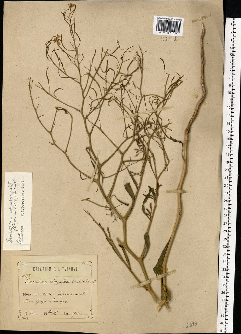 Guenthera persica subsp. persica, Восточная Европа, Центральный лесостепной район (E6) (Россия)