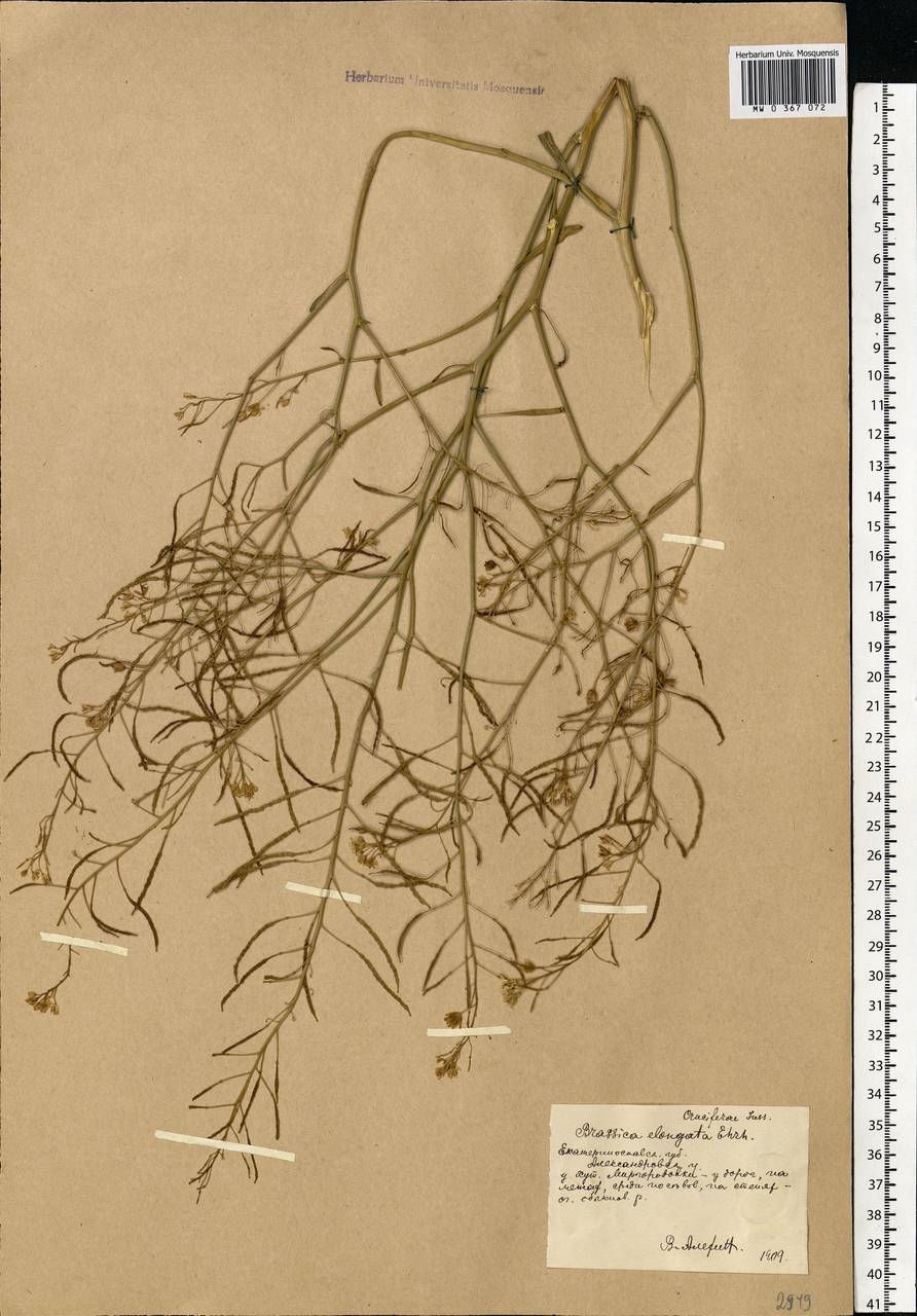 Guenthera persica subsp. persica, Восточная Европа, Южно-Украинский район (E12) (Украина)