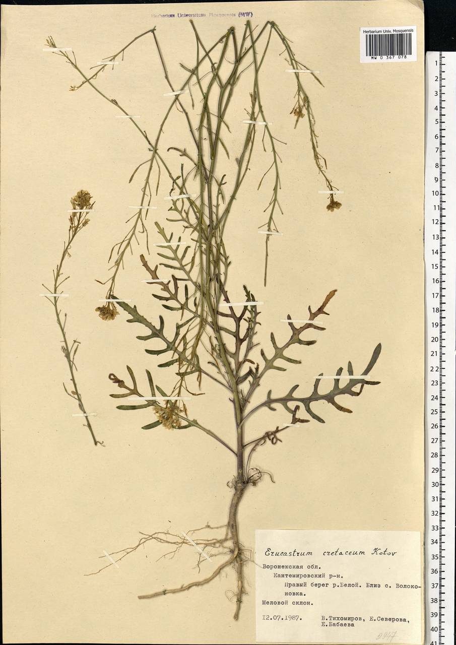 Guenthera cretacea (Kotov) D. A. German, Восточная Европа, Центральный лесостепной район (E6) (Россия)