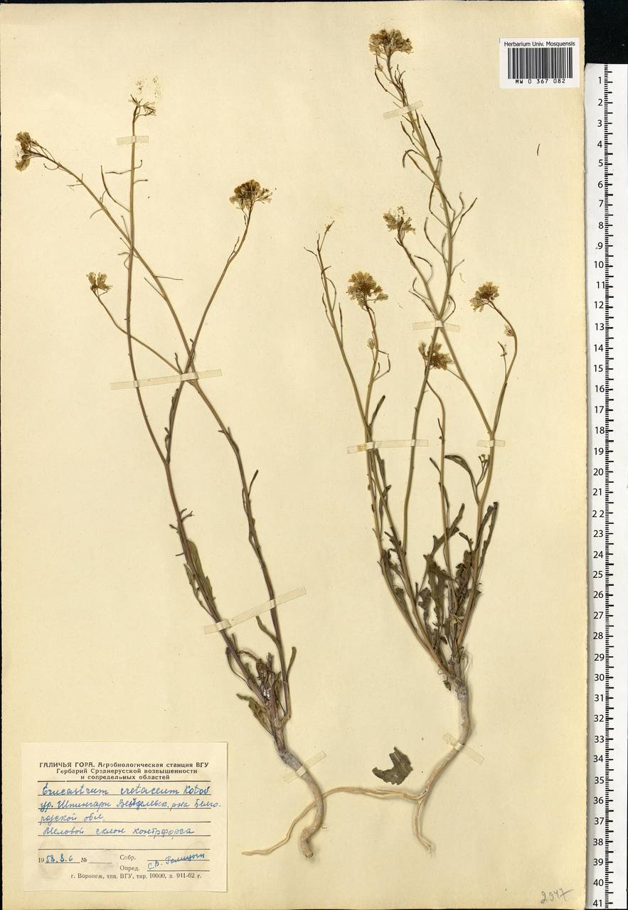Guenthera cretacea (Kotov) D. A. German, Восточная Европа, Центральный лесостепной район (E6) (Россия)