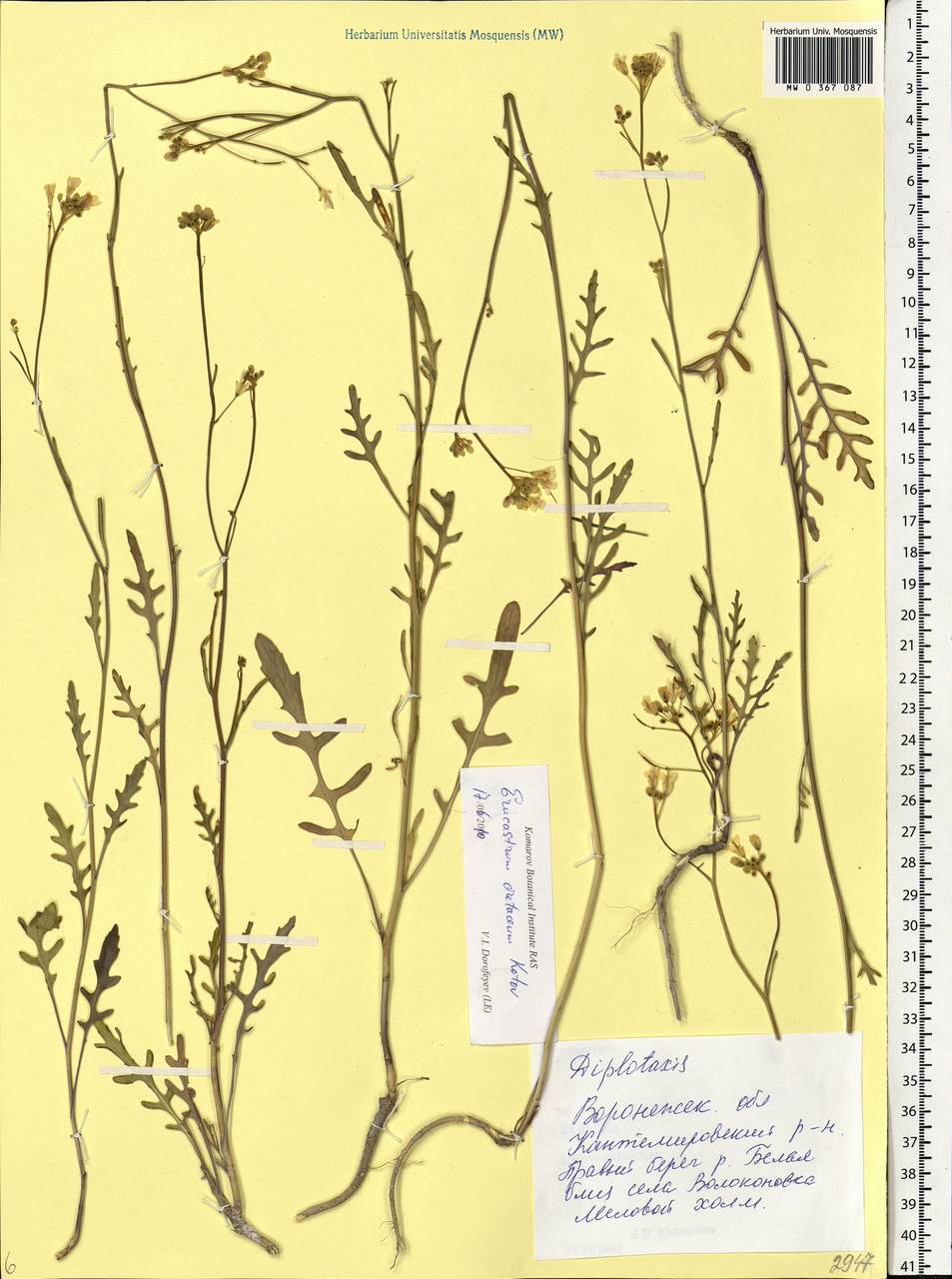 Guenthera cretacea (Kotov) D. A. German, Восточная Европа, Центральный лесостепной район (E6) (Россия)