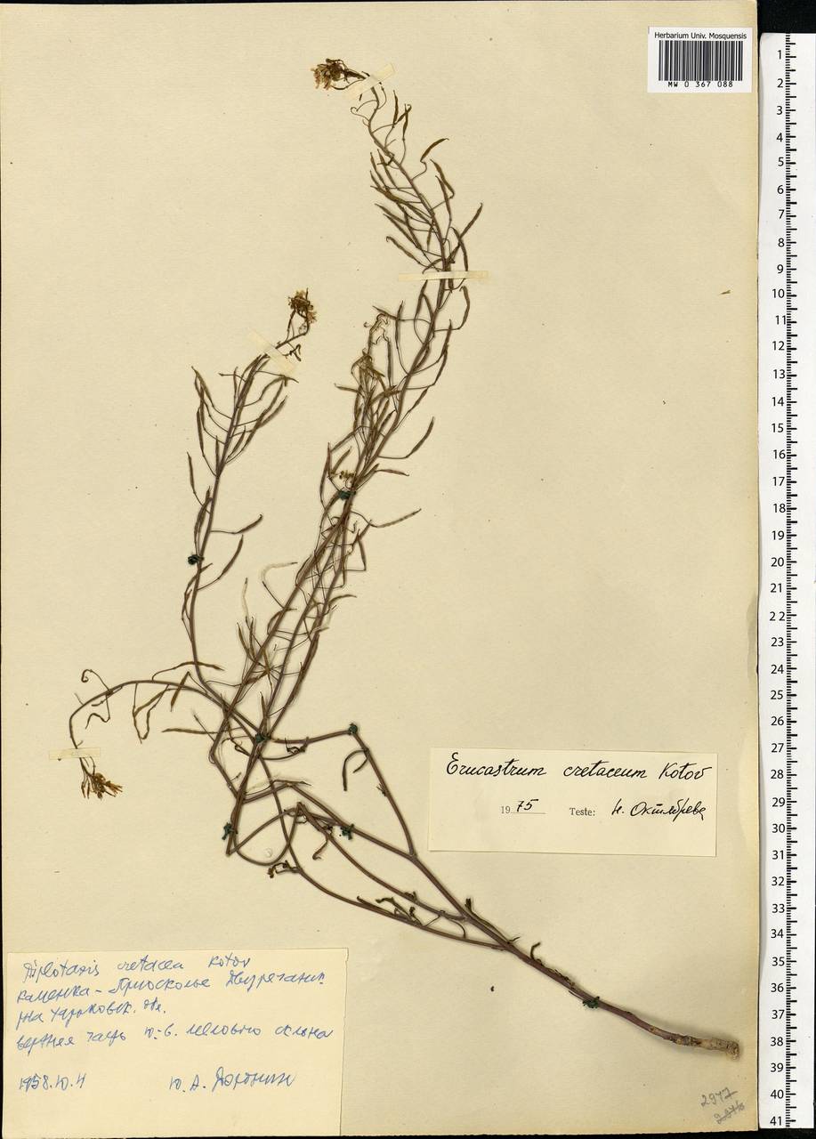 Guenthera cretacea (Kotov) D. A. German, Восточная Европа, Северо-Украинский район (E11) (Украина)
