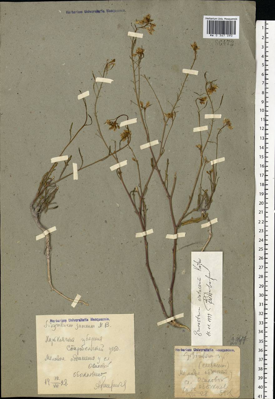 Guenthera cretacea (Kotov) D. A. German, Восточная Европа, Северо-Украинский район (E11) (Украина)